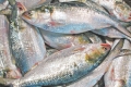 মোবাইল কোর্ট